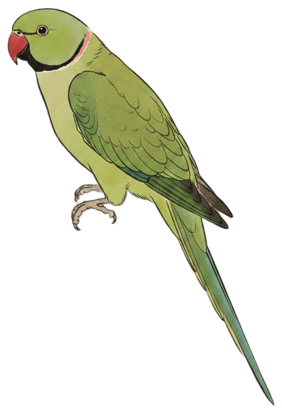 ホンセイインコ
