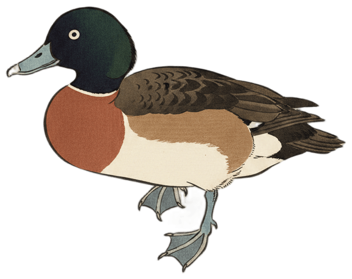 Baer's Pochard