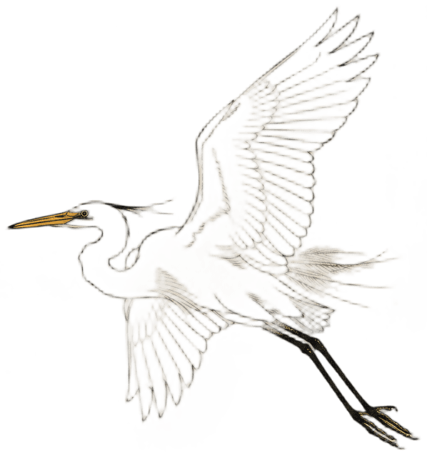 ダイサギ（飛翔）