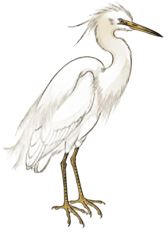 チュウサギ