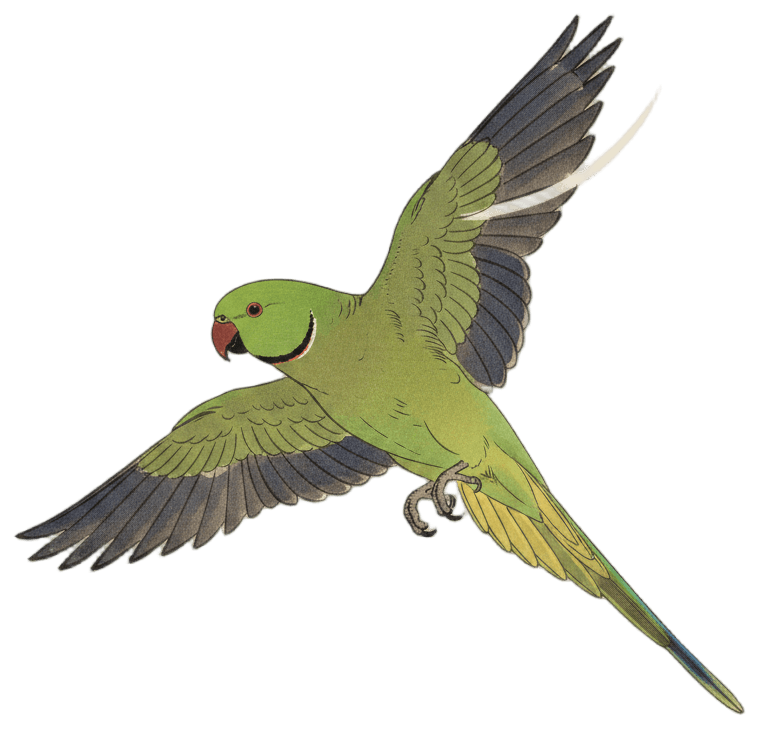 ホンセイインコ（飛翔）