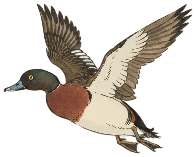 Baer's Pochard（飛翔）
