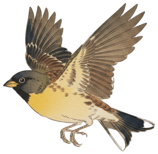 Masked Bunting（飛翔）