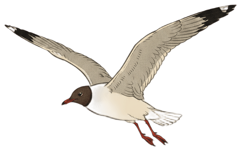 ユリカモメ（飛翔）