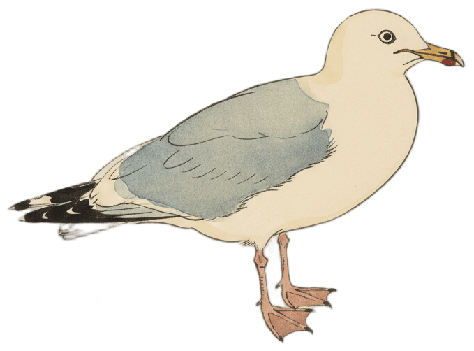 セグロカモメ