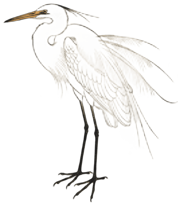 ダイサギ