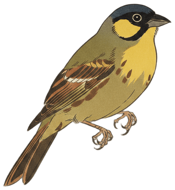 Masked Bunting