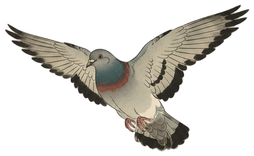 カワラバト（飛翔）