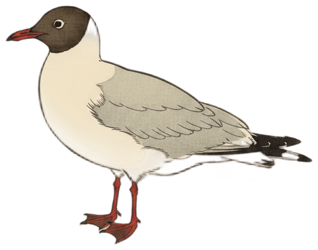 ユリカモメ