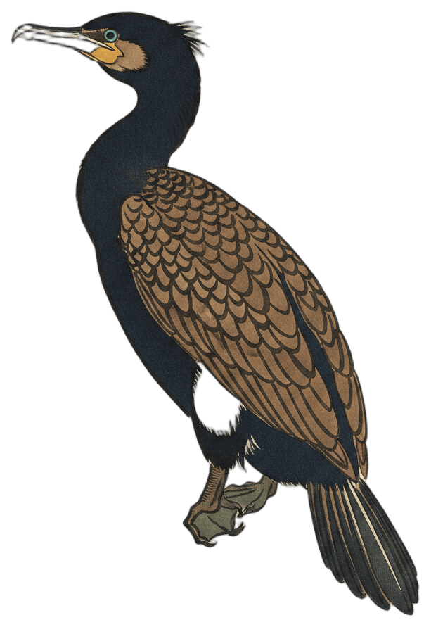 カワウ