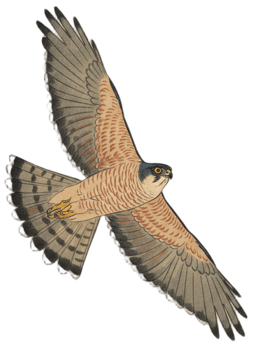 Japanese Sparrowhawk（飛翔）