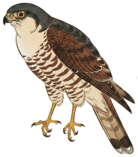 Japanese Sparrowhawk